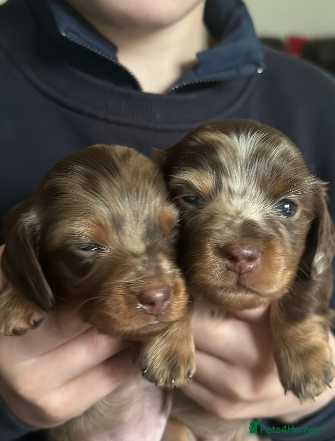Miniature Dachshund dogs for sale: Beautiful mini dachshund puppies kc reg - Advert 4