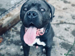 Cane Corso dogs Cane corso male - Advert 9