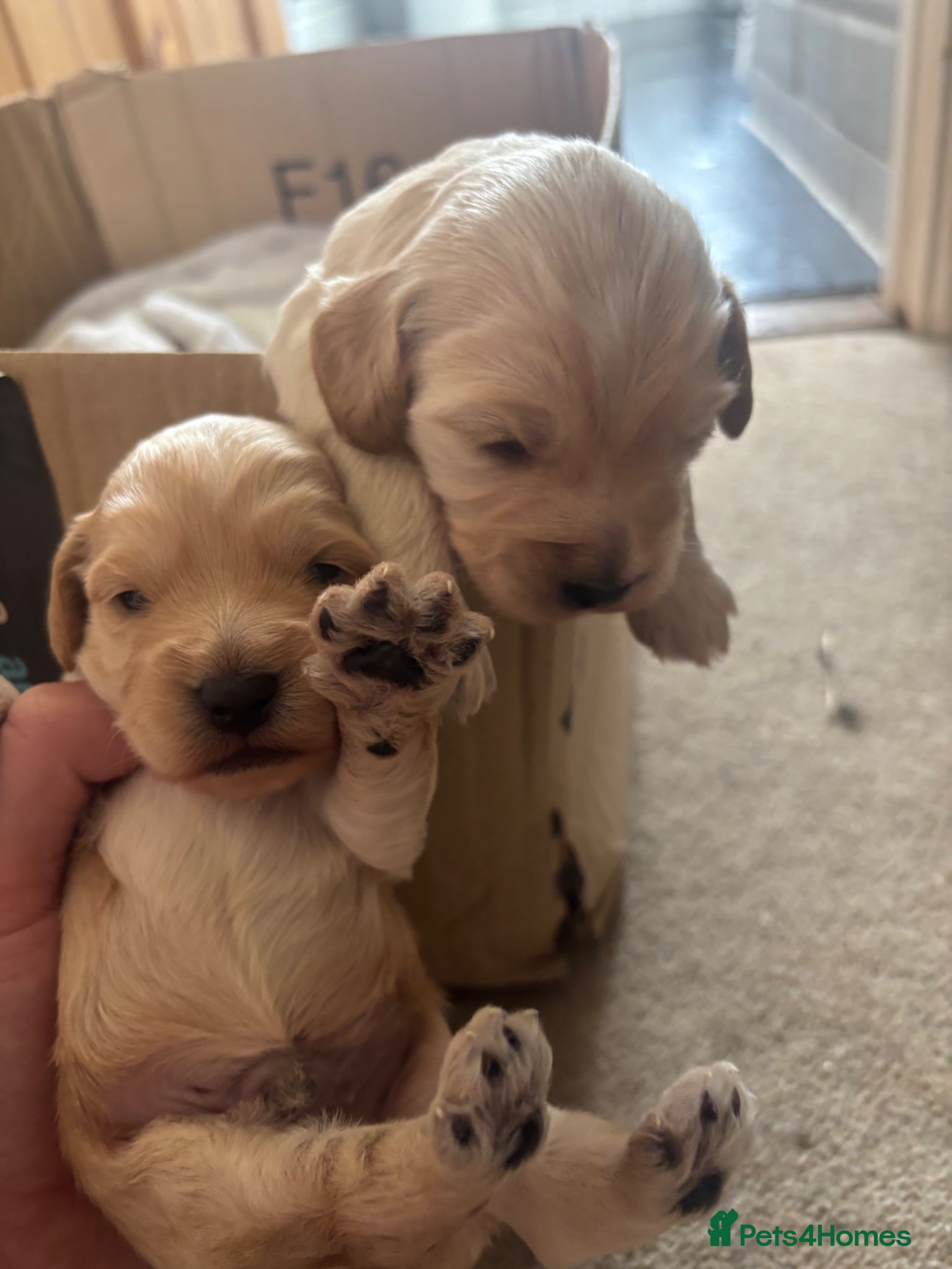 Mixed Breed dogs 5 star bred- Cream Miniature sprocker-poos!  - Advert 4