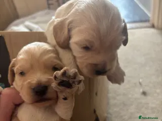 Mixed Breed dogs 5 star bred- Cream Miniature sprocker-poos! - Advert 4