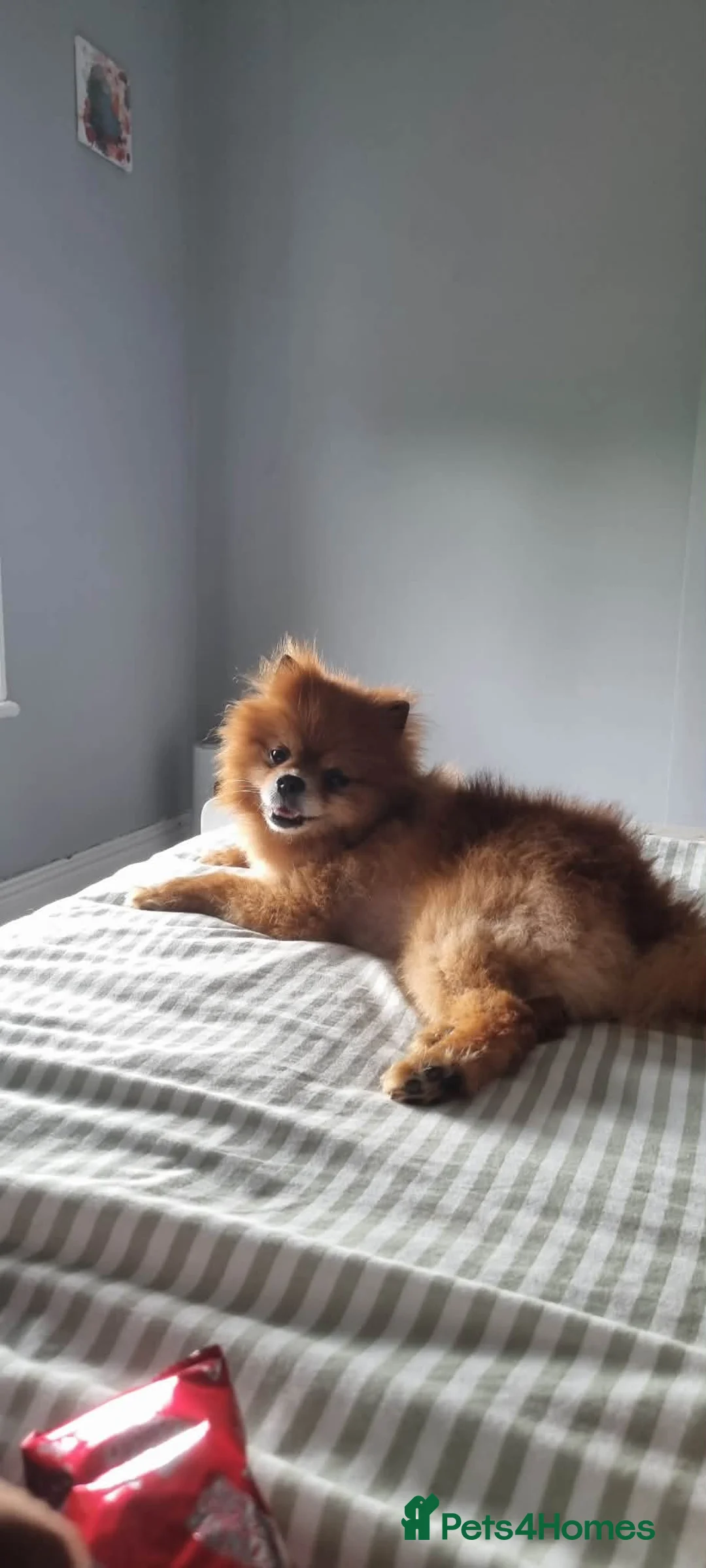 Pomeranian dogs for sale: 8 year old Pomeranian boy  in Doncaster - Advert 2