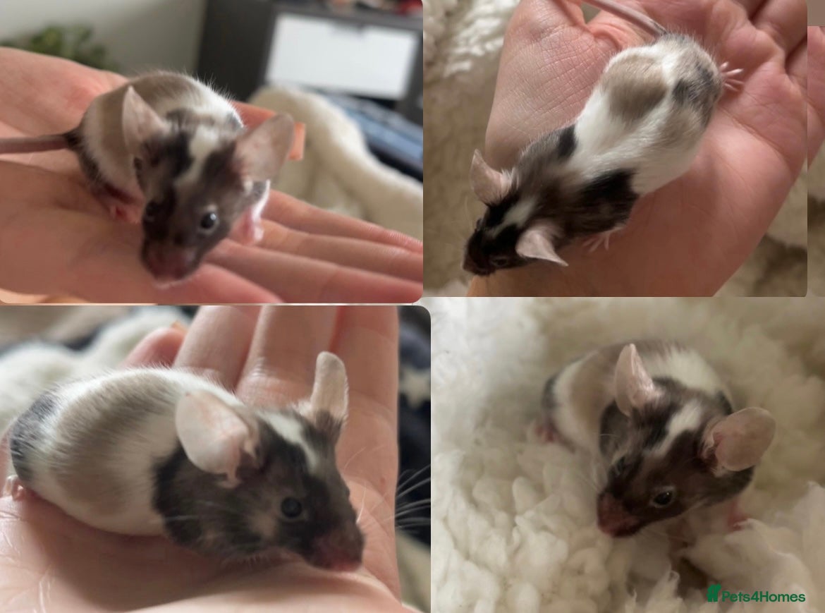 Mouse rodents 🐭 Male Mouse for Rehoming - Advert 2