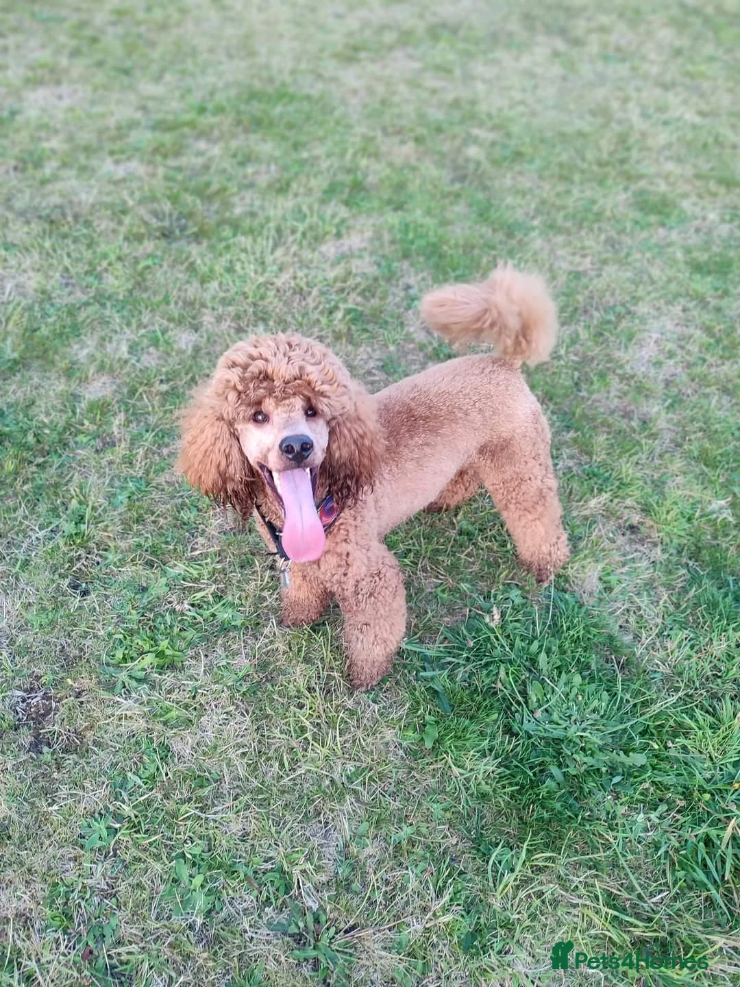 Cavapoo dogs for stud: Stunning proven KC Miniature Poodle in Cannock - Advert 1