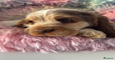 Cocker Spaniel dogs Champion Bloodlines KC Reg Show Cocker Spaniels - Advert 4