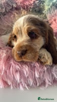 Cocker Spaniel dogs Champion Bloodlines KC Reg Show Cocker Spaniels - Advert 4