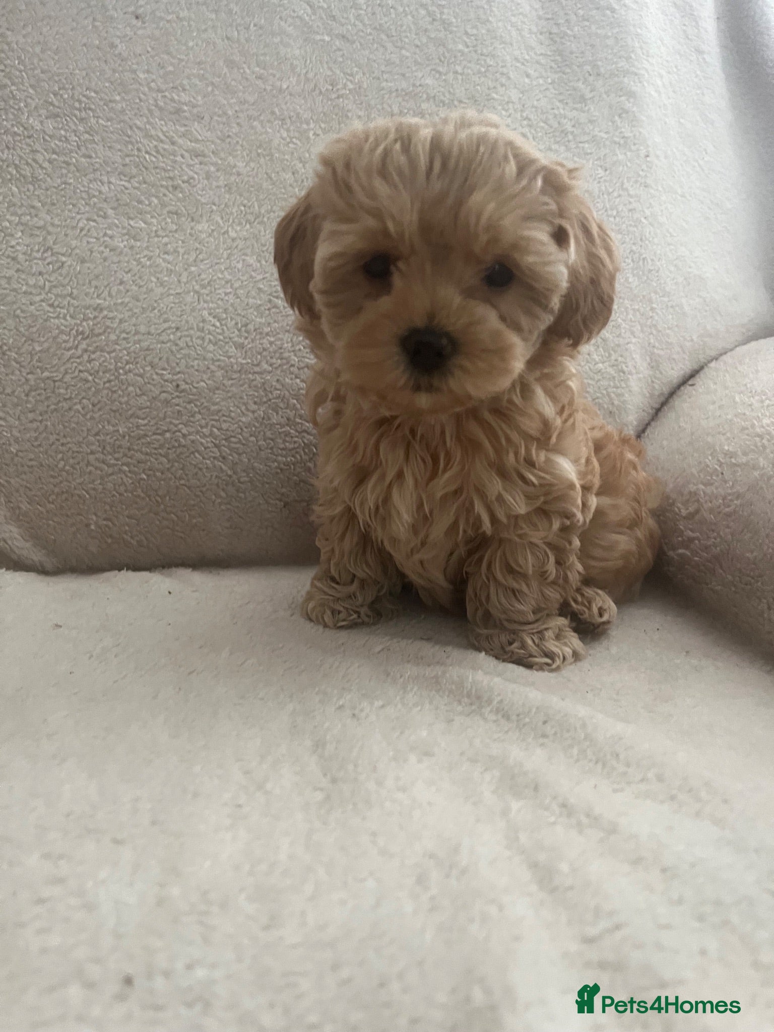 Maltipoo dogs Adorable malshipoo puppies  - Advert 1