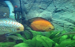 Discus fish for sale: Discus,  Well grown discus fish  - Image 12