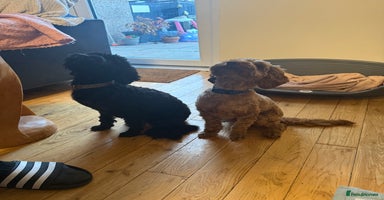Cockapoo dogs - Advert 9