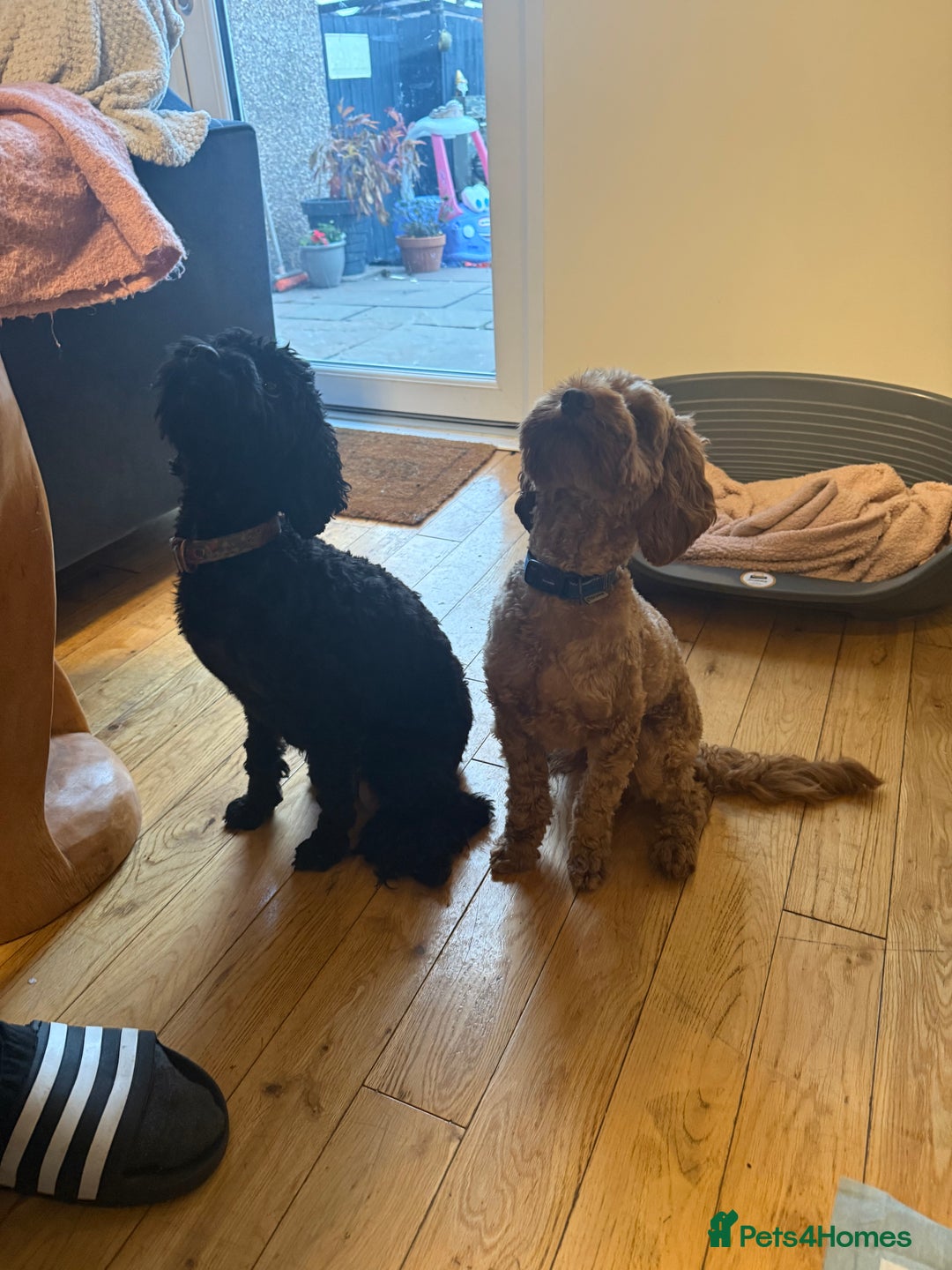 Cockapoo dogs for sale: Cockapoo puppies for sale  - Image 3