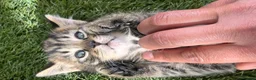 Mixed Breed cats for sale: Kittens for sale  in Oldbury - Advert 3
