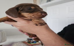 Miniature Dachshund dogs for sale: Mini choc and tan dachshund puppies in Congleton - Image 9
