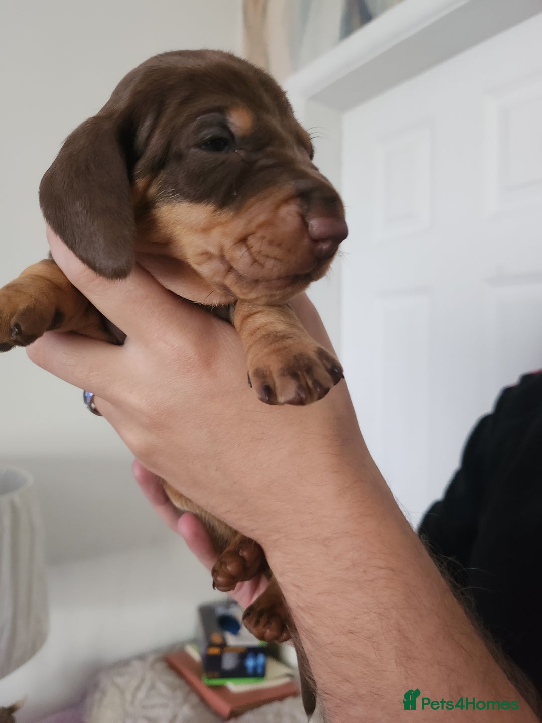 Miniature Dachshund dogs for sale: Mini choc and tan dachshund puppies in Congleton - Image 9