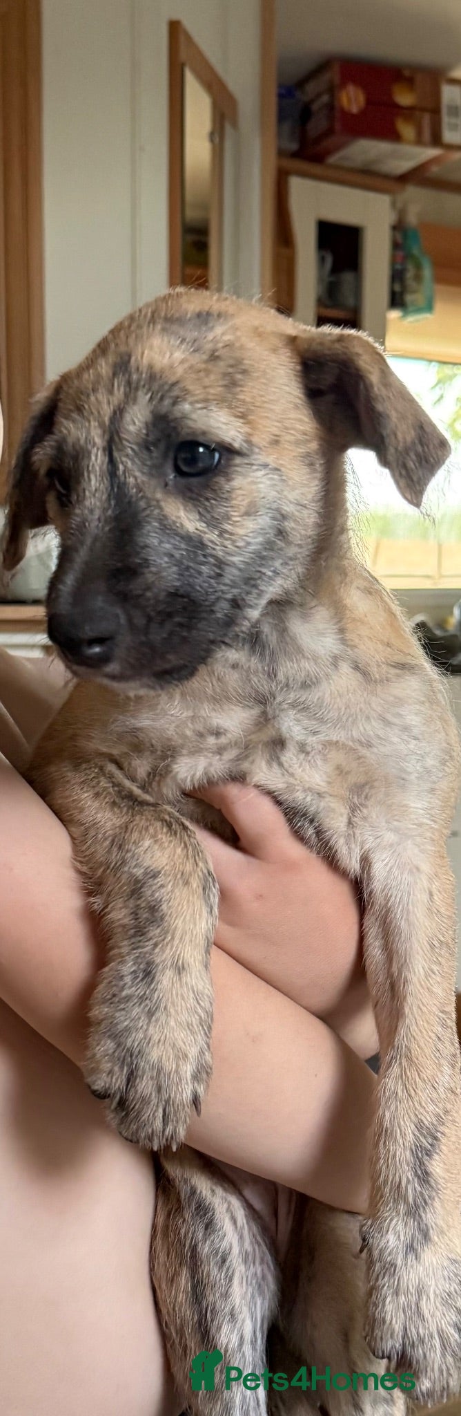 Mixed Breed dogs Deerhound x collie x bull x greyhound  - Advert 1
