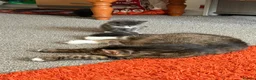 Mixed Breed cats for sale: Lovely kittens looking for loving home - Advert 5