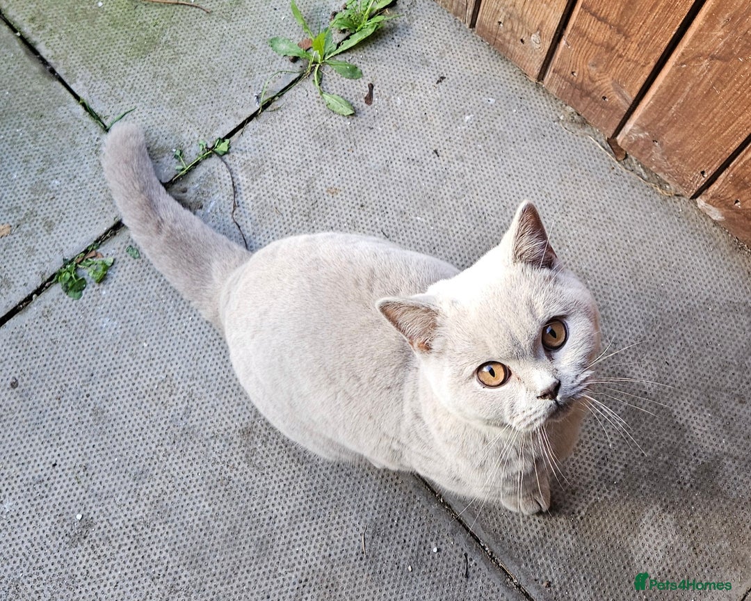 British Shorthair cats for sale: British Shorthair Boy Available  - Advert 3