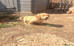Cockerdor dogs for sale: cockerdor puppies - Image 7