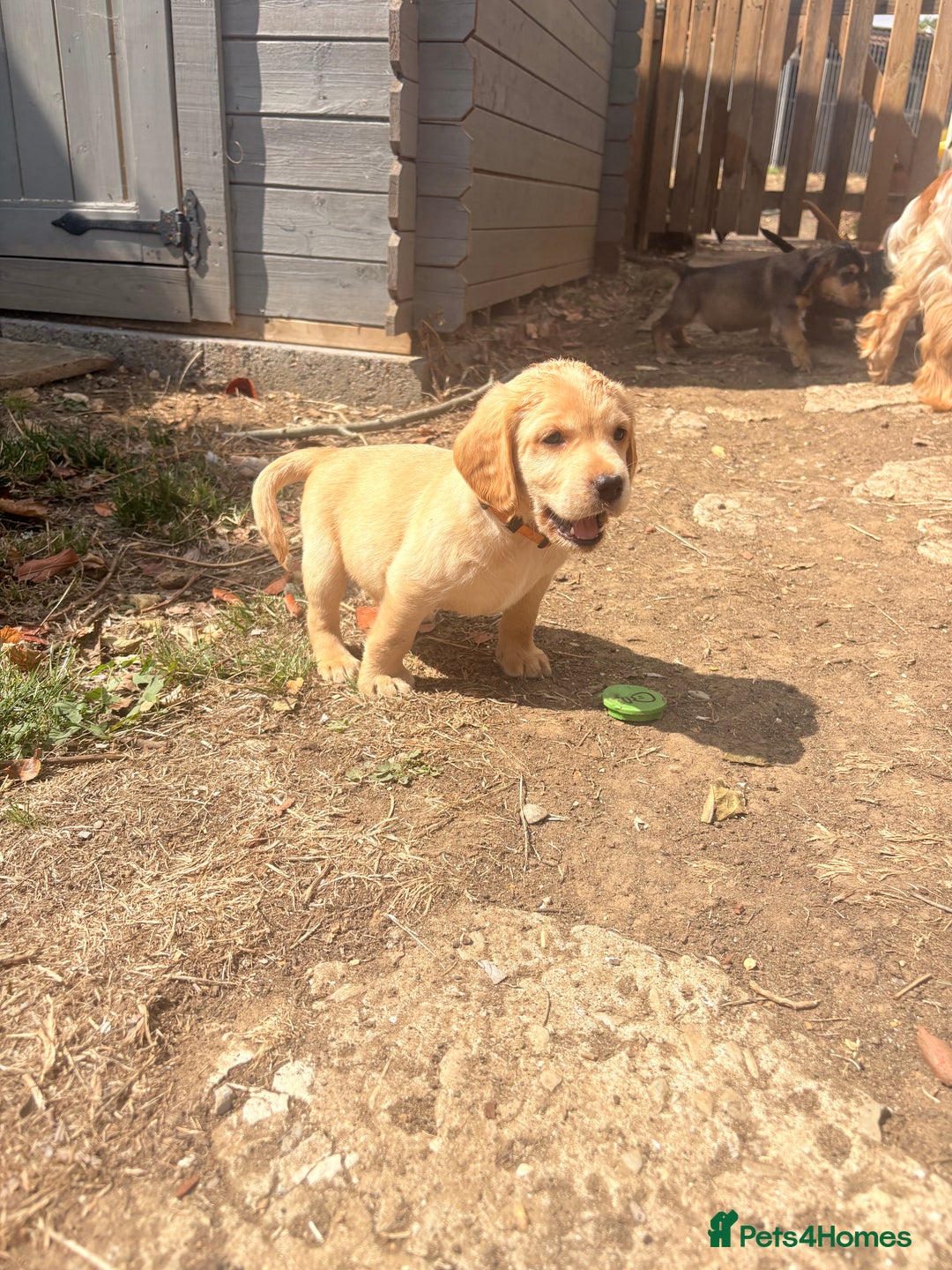 Cockerdor dogs for sale: cockerdor puppies - Image 7