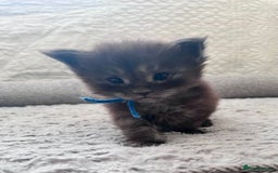 Maine Coon cats for sale: Reserve your dream kitten now - Image 13