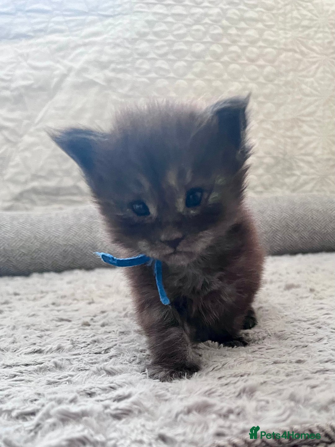 Maine Coon cats for sale: Reserve your dream kitten now - Image 13