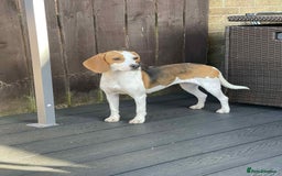 Beagle dogs for adoption: Sweet Mayli is ready for her forever home - Image 2