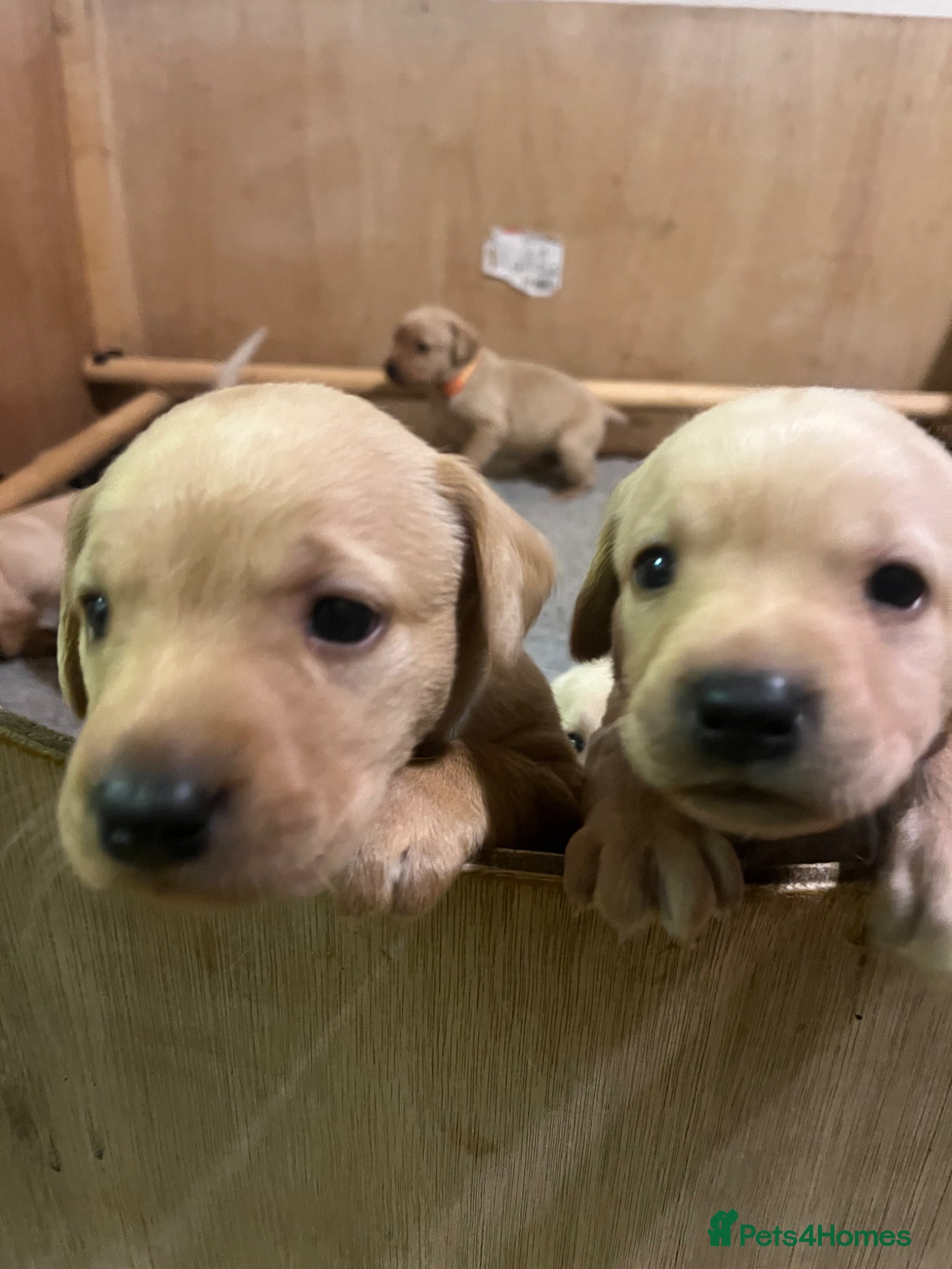 Labrador Retriever dogs Labrador Puppies out of FTCH - Advert 2