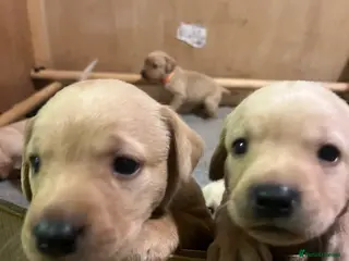 Labrador Retriever dogs Labrador Puppies out of FTCH - Advert 2