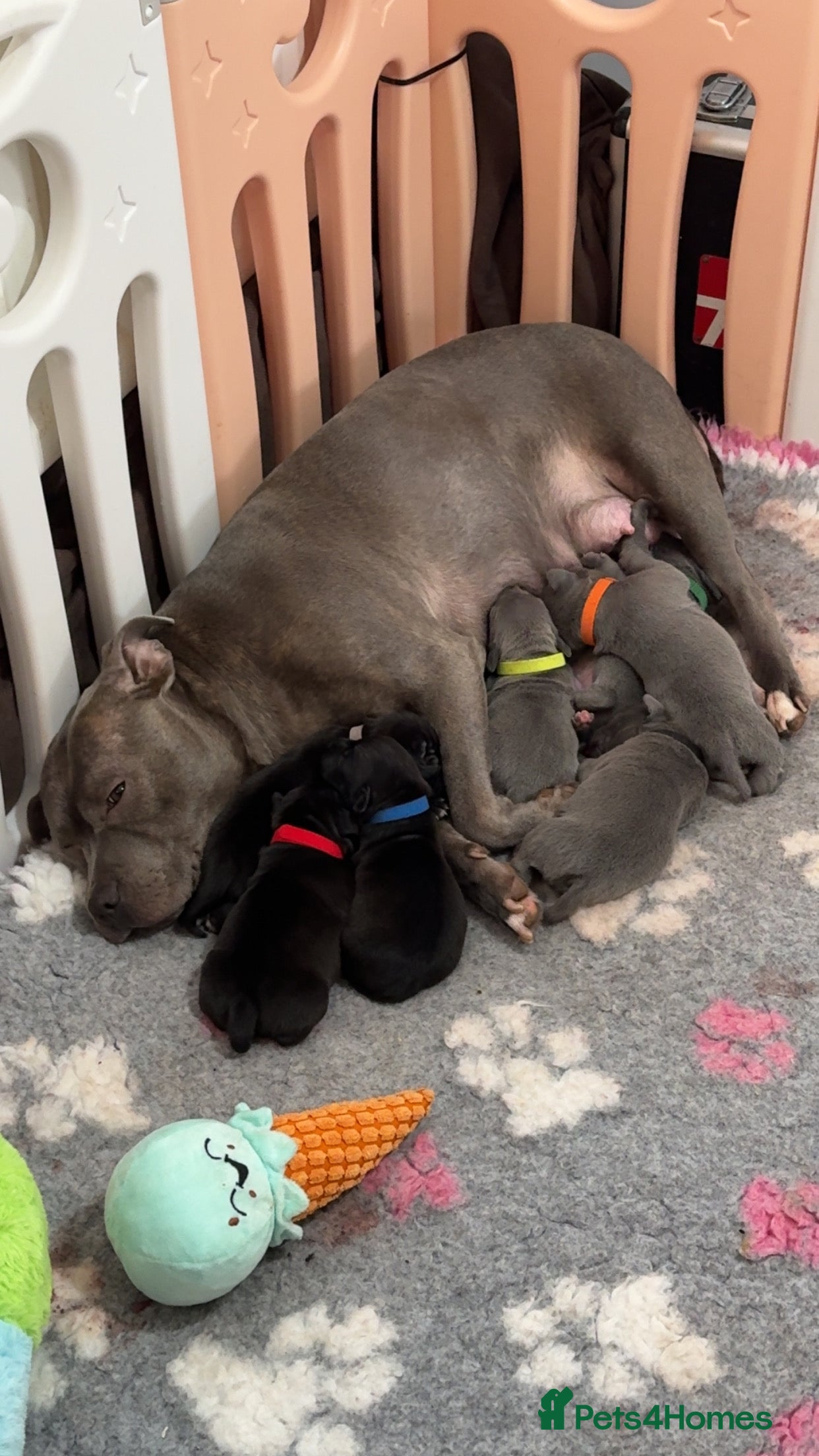 Staffordshire Bull Terrier dogs Staffordshire bull terrier pups for sale  - Advert 1