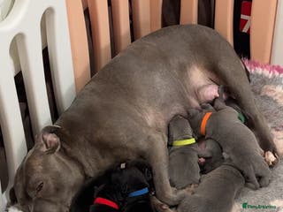 Staffordshire Bull Terrier dogs Staffordshire bull terrier pups for sale - Advert 1