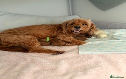 Cockapoo dogs for sale: 4 Stunning Fox Red F1b Toy Cockapoos  - Advert 38