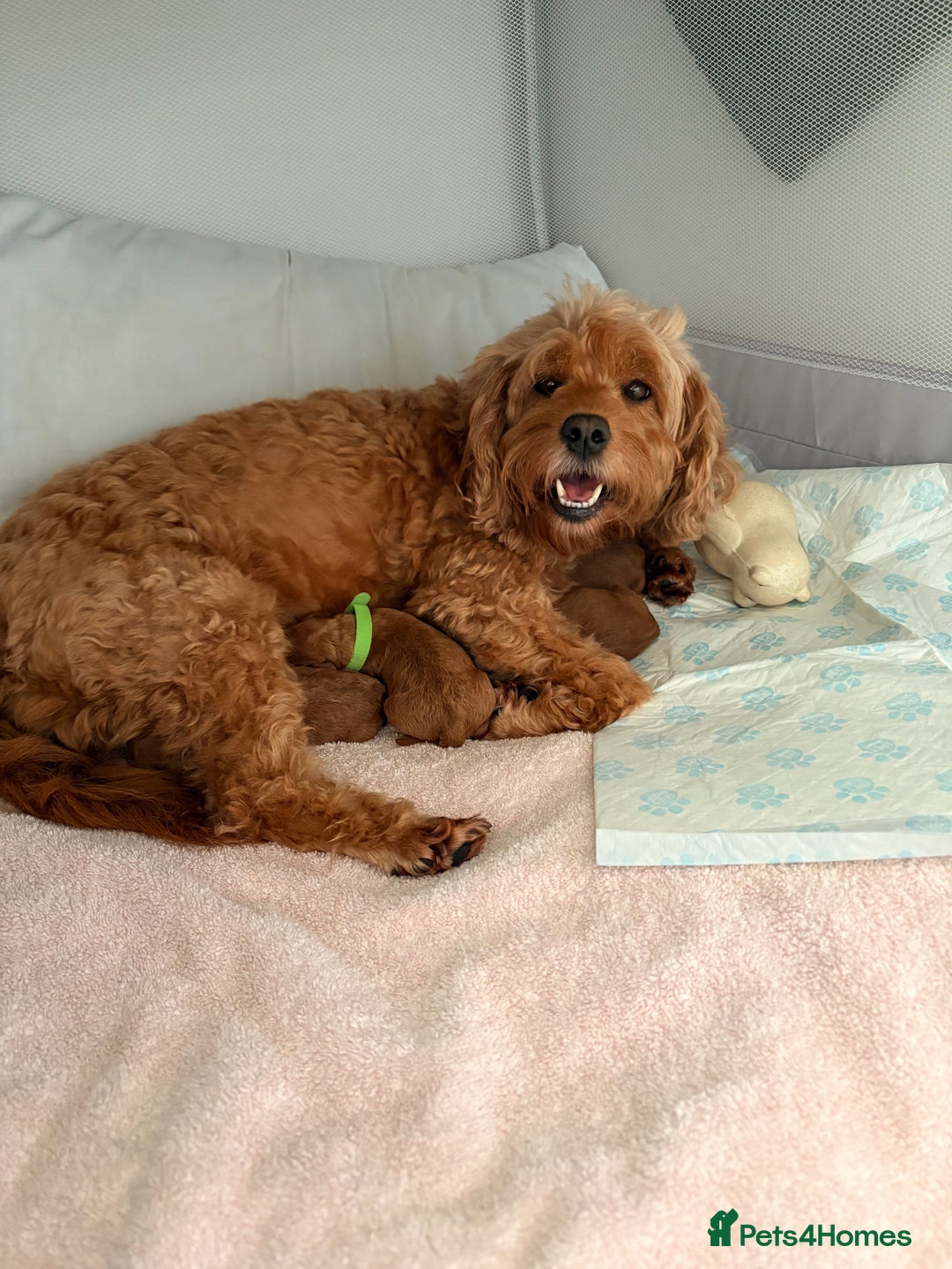 Cockapoo dogs for sale: 4 Stunning Fox Red F1b Toy Cockapoos  - Advert 38