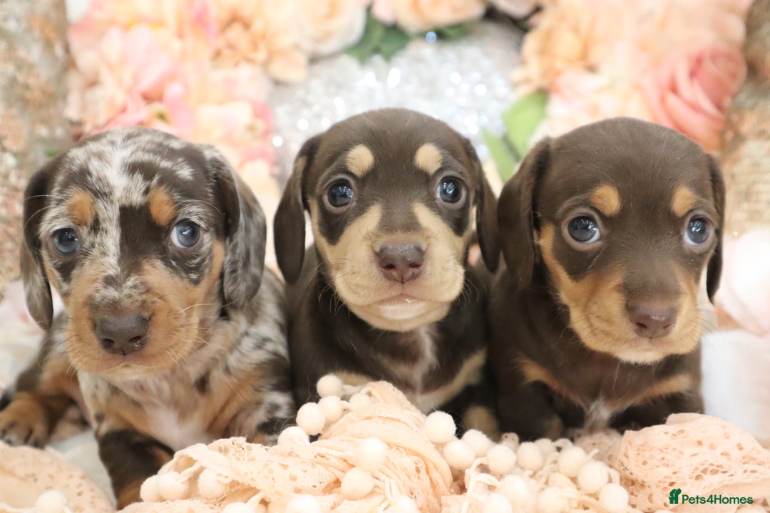 Miniature Dachshund dogs for sale: KC Registered Miniature Dachshund Puppies - Image 8