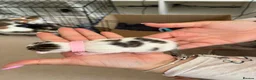 Domestic Shorthair cats for sale: A Stunning Litter Of Six Newborn Kittens  - Advert 20