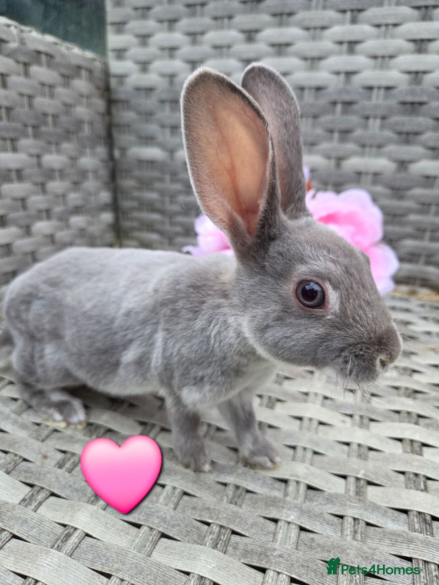 Rex rabbits 🐰Beautiful mini rex babies ready now 🐰 - Advert 16