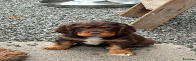 Puppy 3