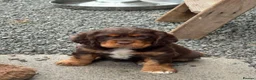 Mixed Breed dogs for sale: Absolutely stunning litter of F1 “Clockers”  - Advert 26