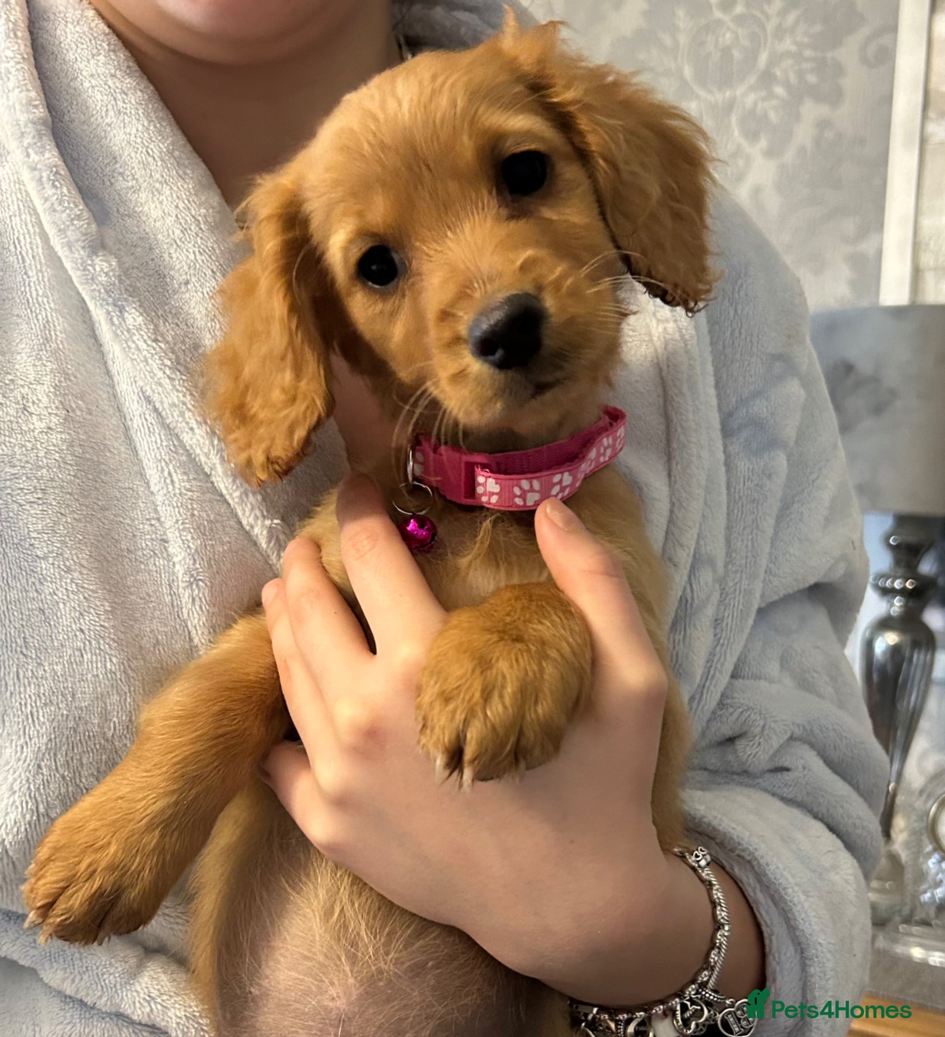 Cockapoo dogs 🌟🐾 stunning F1 cockapoo pups for sale 🐾🌟 - Advert 1