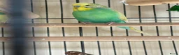 Budgerigars birds for sale: Budgies in Tipton - Advert 4
