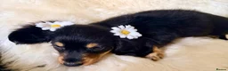 Miniature Dachshund dogs for sale: TOP QUALITY MINI LONG HAIR DACHSHUNDS READY! - Advert 10