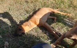 Rhodesian Ridgeback dogs for sale: 🦁KC RHODESIAN RIDGEBACKS PUPPIES🦁  - Image 11