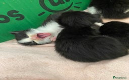 British Longhair cats for sale: 3 Gorgeous Longhaired Kittens - Image 9