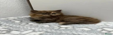 British Shorthair Kitten 4