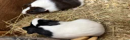 Guinea Pig rodents for sale: Female - sow Dutch guinea pigs - Advert 6