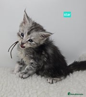 Maine Coon cats Maine Coon Kittens Silver Imported Shaded Lines - Advert 3