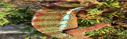Chameleon reptiles for sale: Panther Chameleon  - Advert 2