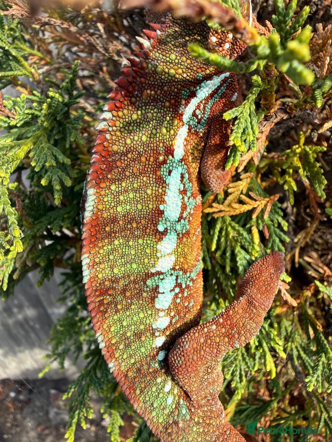 Chameleon reptiles for sale: Panther Chameleon  - Advert 2
