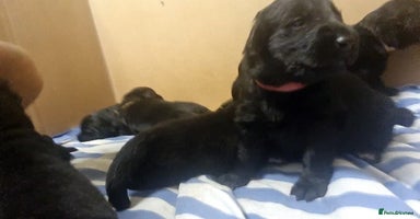 Mixed Breed dogs - Advert 11