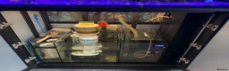 Shrimps fish for sale: Saltwater Marine Fish, complete set up - Advert 8