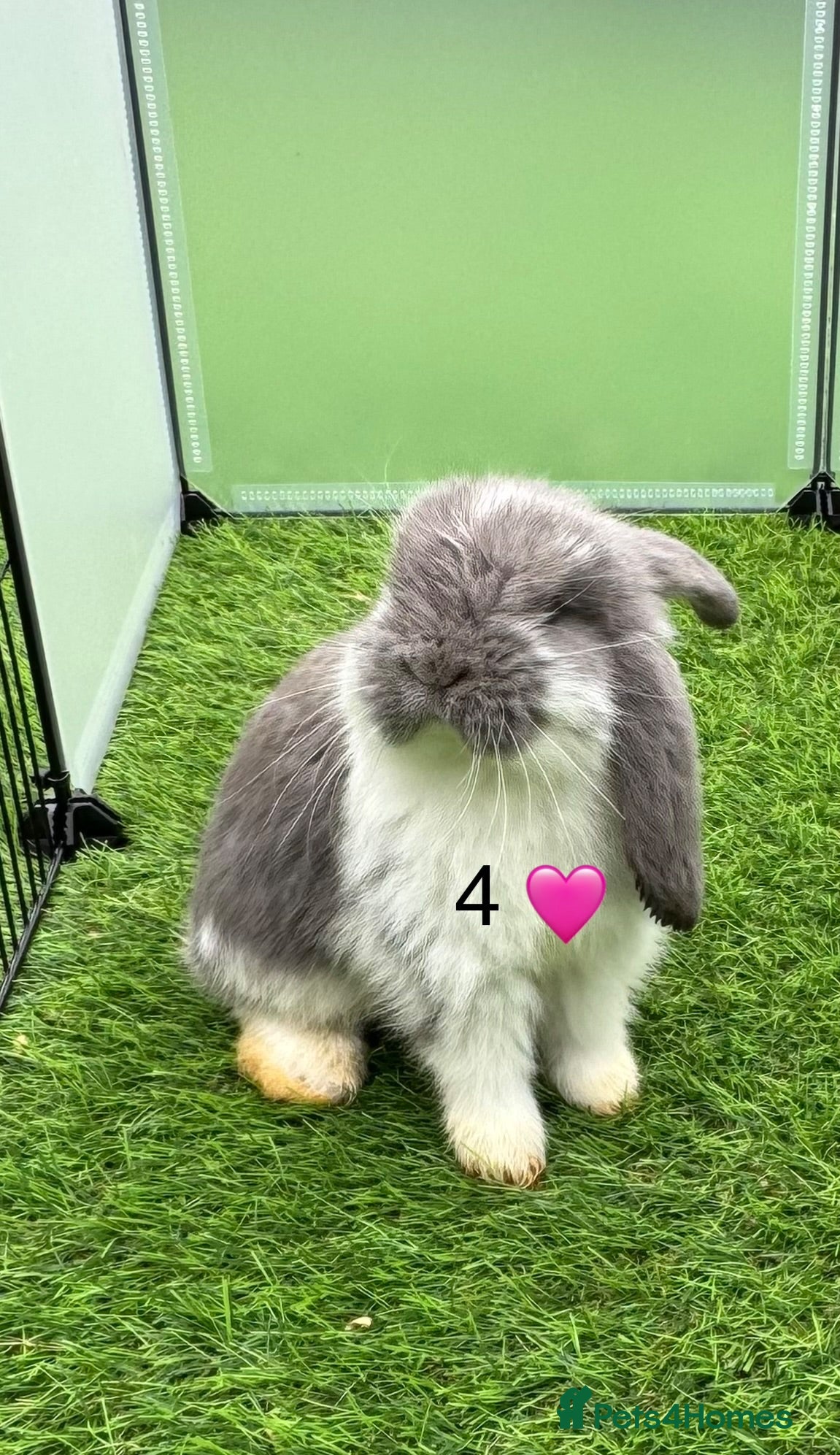French Lop rabbits Pure French lops - Advert 1