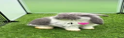 French Lop rabbits for sale: Pure French lops - Advert 1