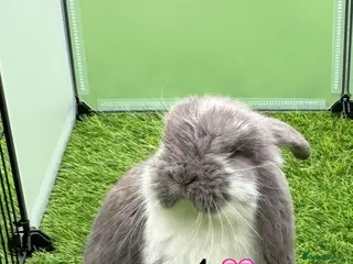 French Lop rabbits Pure French lops - Advert 1